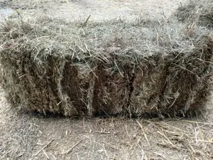 Heu erster Schnitt 2024 Bild 4