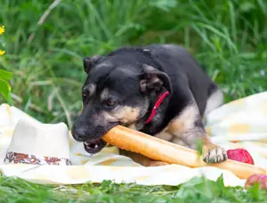 Sean sucht seine begleiter fürs leben  Bild 5