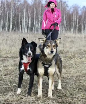 Hallo, ich bin Nika   eine sanfte Kämpferin mit einem Herzen aus Gold. Bild 3