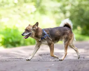 Kleiner Familienhund Patrick sucht ein Zuhause. Bild 2