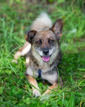 Kleiner Familienhund Patrick sucht ein Zuhause. Bild 3