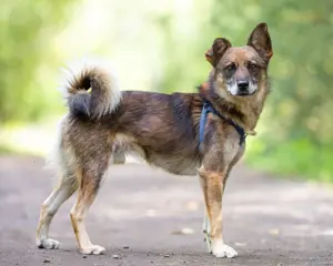 Kleiner Familienhund Patrick sucht ein Zuhause.