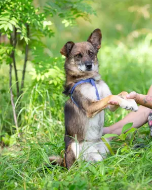 Kleiner Familienhund Patrick sucht ein Zuhause. Bild 4