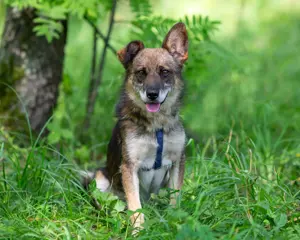 Kleiner Familienhund Patrick sucht ein Zuhause. Bild 5