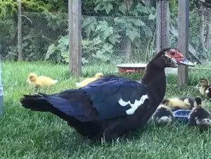 Suche Befruchtete Enten Eier ! Bild 2