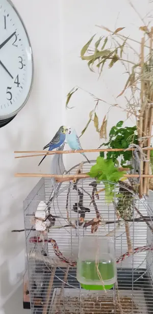 Wellensittich Pärchen 