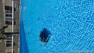 Dolphin E25 Poolroboter  Bild 2