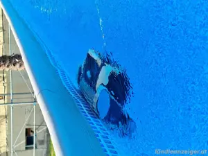 Dolphin E25 Poolroboter  Bild 3