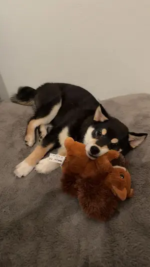 Süßer Shiba Inu 6 Monate 