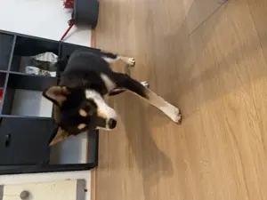 Süßer Shiba Inu 6 Monate  Bild 4