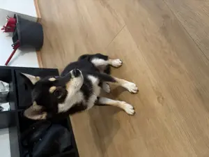 Süßer Shiba Inu 6 Monate  Bild 3