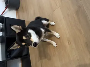 Süßer Shiba Inu 6 Monate  Bild 2