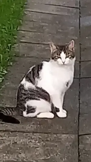 Katze zugelaufen