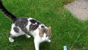 Katze zugelaufen Bild 3