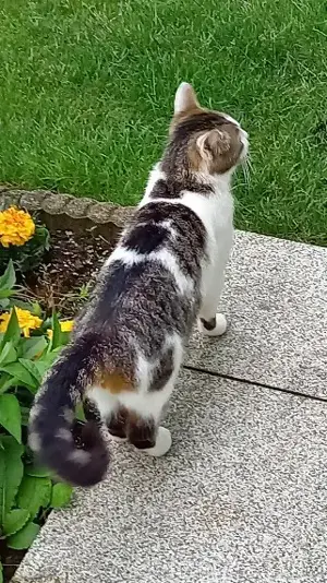 Katze zugelaufen Bild 5