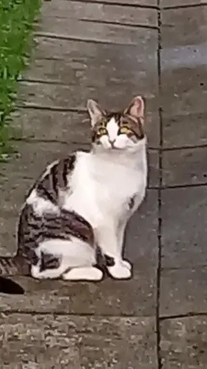 Katze zugelaufen Bild 2
