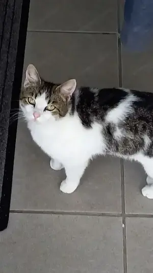 Katze zugelaufen Bild 4