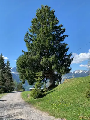 Suche Mietwohnung oder Miethaus im Montafon