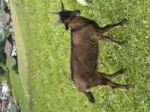 Bunte Deutsche Edelziege Bock Bild 2