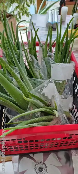 Aloe Vera Pflanzen 