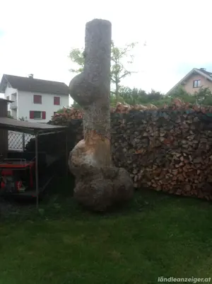 Baumstamm 