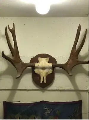 Prächtiges Elchgeweih aus Nordschweden