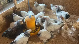 Hühner , Enten, Wachteln  Bild 5