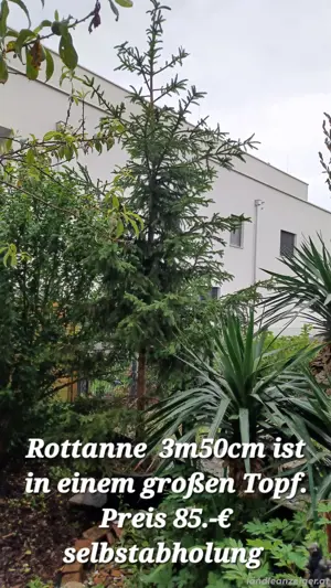 Rottanne im Topf 