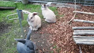 Hasenbabys 9 Wochen alt 
