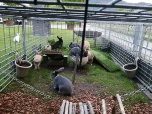 Hasenbabys 9 Wochen alt  Bild 2