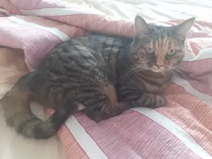 Katzen an guten Platz abzugeben Bild 2
