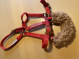 Neuwertiges Pferdezubehör Bild 9