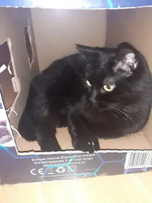 Katzen an guten Platz abzugeben