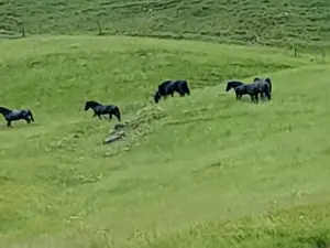 Wanderferien im Nationalpark Hohe Tauern -  Hengstauftrieb am 21.06.2025 Bild 5