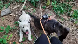 Suchen Hundebetreuung von 19- 26 Juli sehr kinderlieb  Bild 3