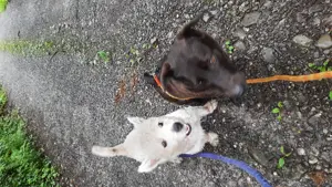 Suchen Hundebetreuung von 19- 26 Juli sehr kinderlieb  Bild 2