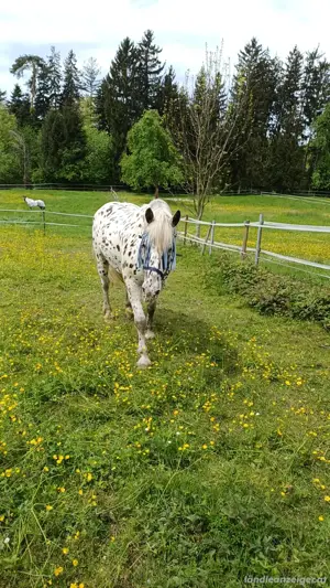 Reitbeteiligung gesucht  Pferd sucht Reiter