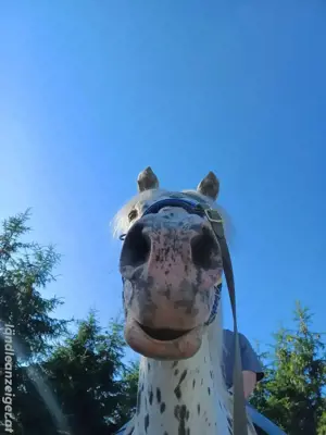 Reitbeteiligung gesucht  Pferd sucht Reiter Bild 2