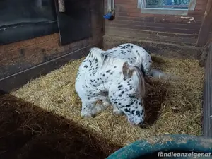 Reitbeteiligung gesucht  Pferd sucht Reiter Bild 5
