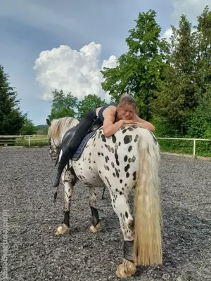 Reitbeteiligung gesucht  Pferd sucht Reiter Bild 3