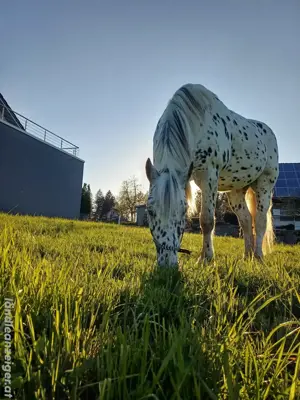 Reitbeteiligung gesucht  Pferd sucht Reiter Bild 4