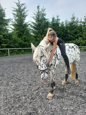 Reitbeteiligung gesucht  Pferd sucht Reiter Bild 6