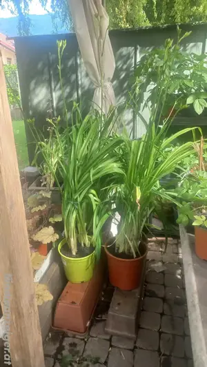 grosse Taglilien im Topf Bild 2