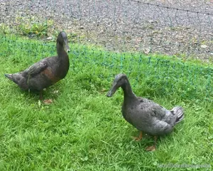 Entenpaar 