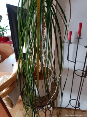 Zimmerpflanze Palme  Bild 3