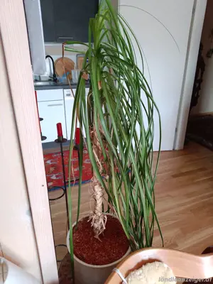 Zimmerpflanze Palme  Bild 4
