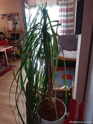 Zimmerpflanze Palme  Bild 2
