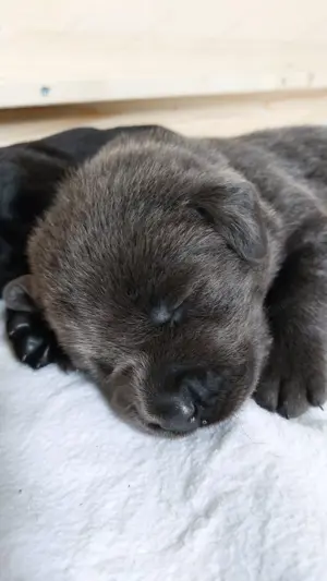 Labrador Welpen 