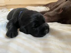 Labrador Welpen  Bild 2