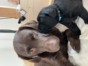Labrador Welpen  Bild 4